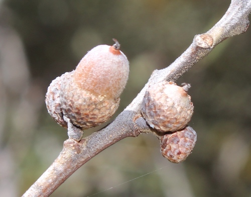 Quercus mcvaughii