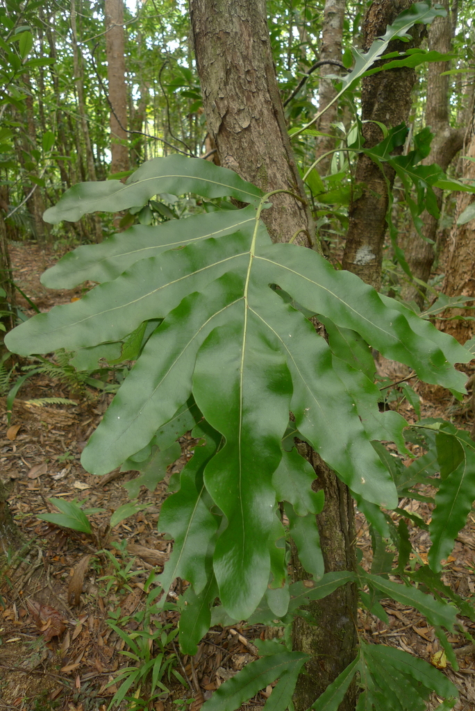 Microsorum latilobatum