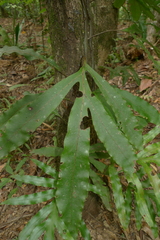 Microsorum latilobatum