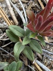 Monardella macrantha macrantha