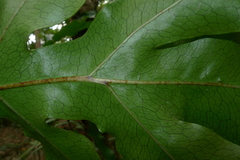 Microsorum latilobatum