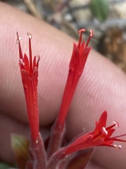 Monardella macrantha macrantha