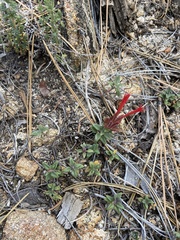 Monardella macrantha macrantha