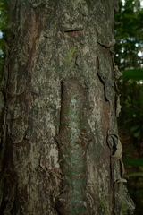 Microsorum latilobatum