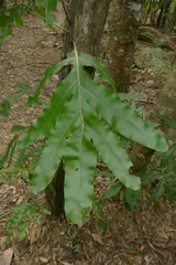 Microsorum latilobatum