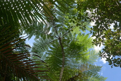 Cyathea alata