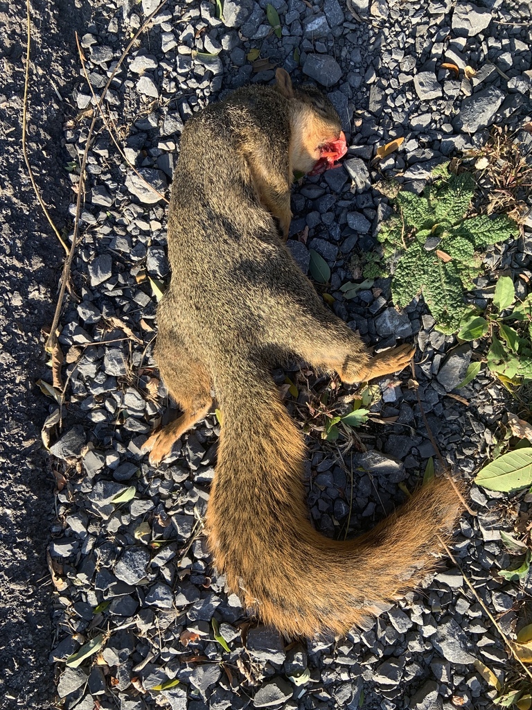 Fox Squirrel From The Pennsylvania State University, State College, Pa 