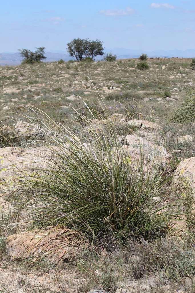 Nolina juncea