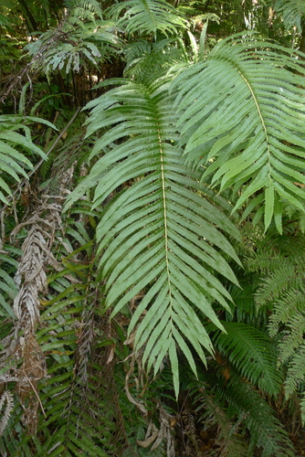 Parablechnum subcordatum observed 2017-08-09