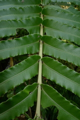 Blechnum subcordatum
