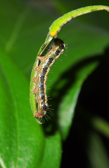 Xanthodes intersepta