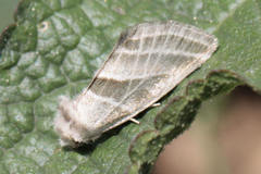 Megalodes eximia