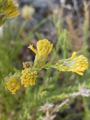 Ericameria martirensis
