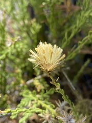 Ericameria martirensis