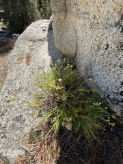 Ericameria martirensis