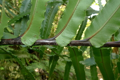 Blechnum subcordatum