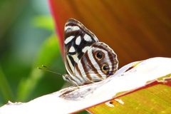 Dynamine postverta postverta