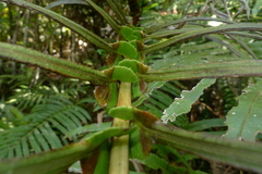 Blechnum subcordatum