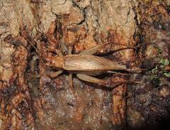 Hapithus saltator