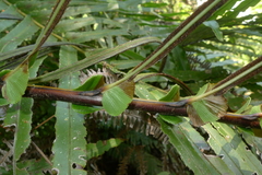Blechnum subcordatum