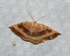 Apodrepanulatrix liberaria