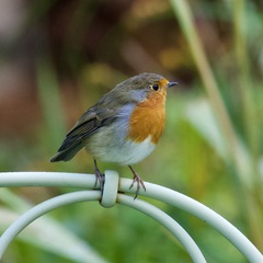 Erithacus rubecula