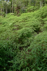 Dicranopteris linearis