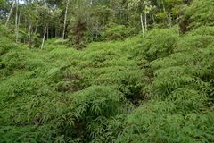 Dicranopteris linearis