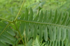 Dicranopteris linearis