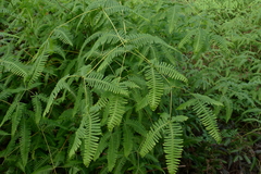 Dicranopteris linearis