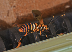 Horama panthalon texana