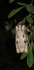 Agrotis malefida