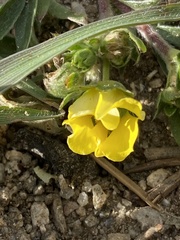Potentilla luteosericea
