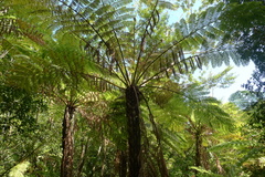 Cyathea stelligera