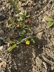 Potentilla luteosericea