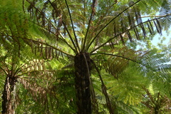 Cyathea stelligera