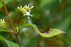 Ichnocarpus frutescens