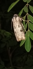 Agrotis malefida