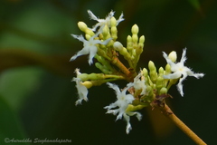 Ichnocarpus frutescens
