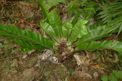 Asplenium australasicum