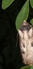 Agrotis malefida