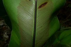 Asplenium australasicum