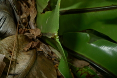Asplenium australasicum