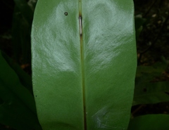 Microsorum punctatum