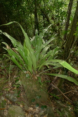 Microsorum punctatum