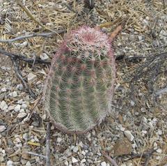 Echinocereus