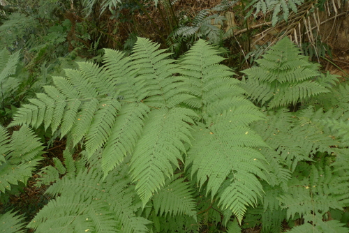 Hypolepis elegans