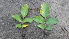 Ophiognomonia leptostyla