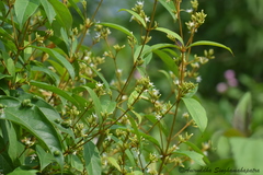 Ichnocarpus frutescens