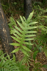 Microsorum grossum